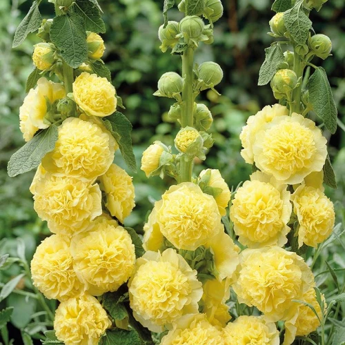 Double Yellow